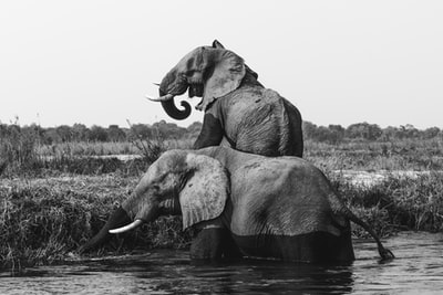 Water two elephants on grayscale images
